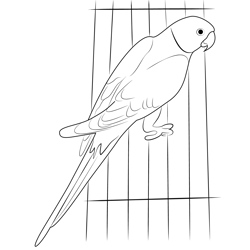 Parrot 1 Free Coloring Page for Kids