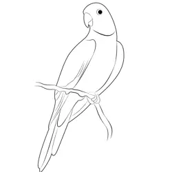 Parrot 10 Free Coloring Page for Kids