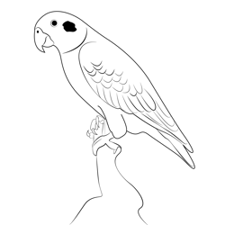 Parrot 2 Free Coloring Page for Kids
