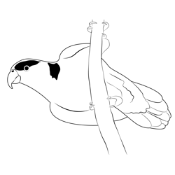 Parrot 3 Free Coloring Page for Kids