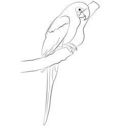 Parrot 5 Free Coloring Page for Kids