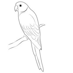 Parrot 6 Free Coloring Page for Kids