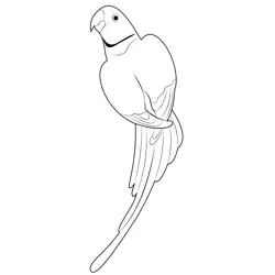 Parrot 7 Free Coloring Page for Kids
