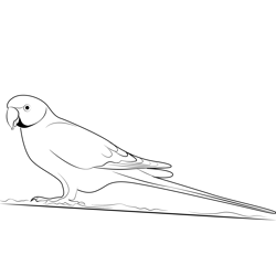 Parrot 8 Free Coloring Page for Kids