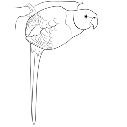 Parrot 9 Free Coloring Page for Kids