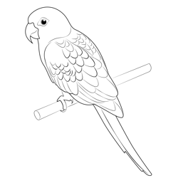 Parrot Bird Free Coloring Page for Kids