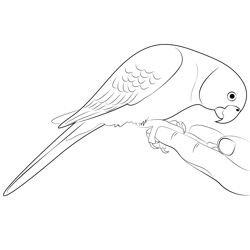 Parrot Care Free Coloring Page for Kids