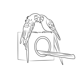Parrot Couple Free Coloring Page for Kids