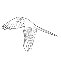 Parrot In Flight Free Coloring Page for Kids