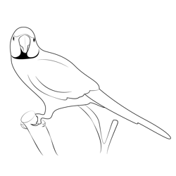 Parrot Look Free Coloring Page for Kids
