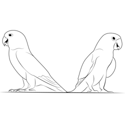 Peach Faced Love Bird Parrot Free Coloring Page for Kids
