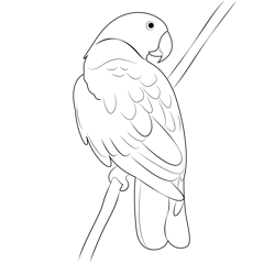 Red Parrot Free Coloring Page for Kids