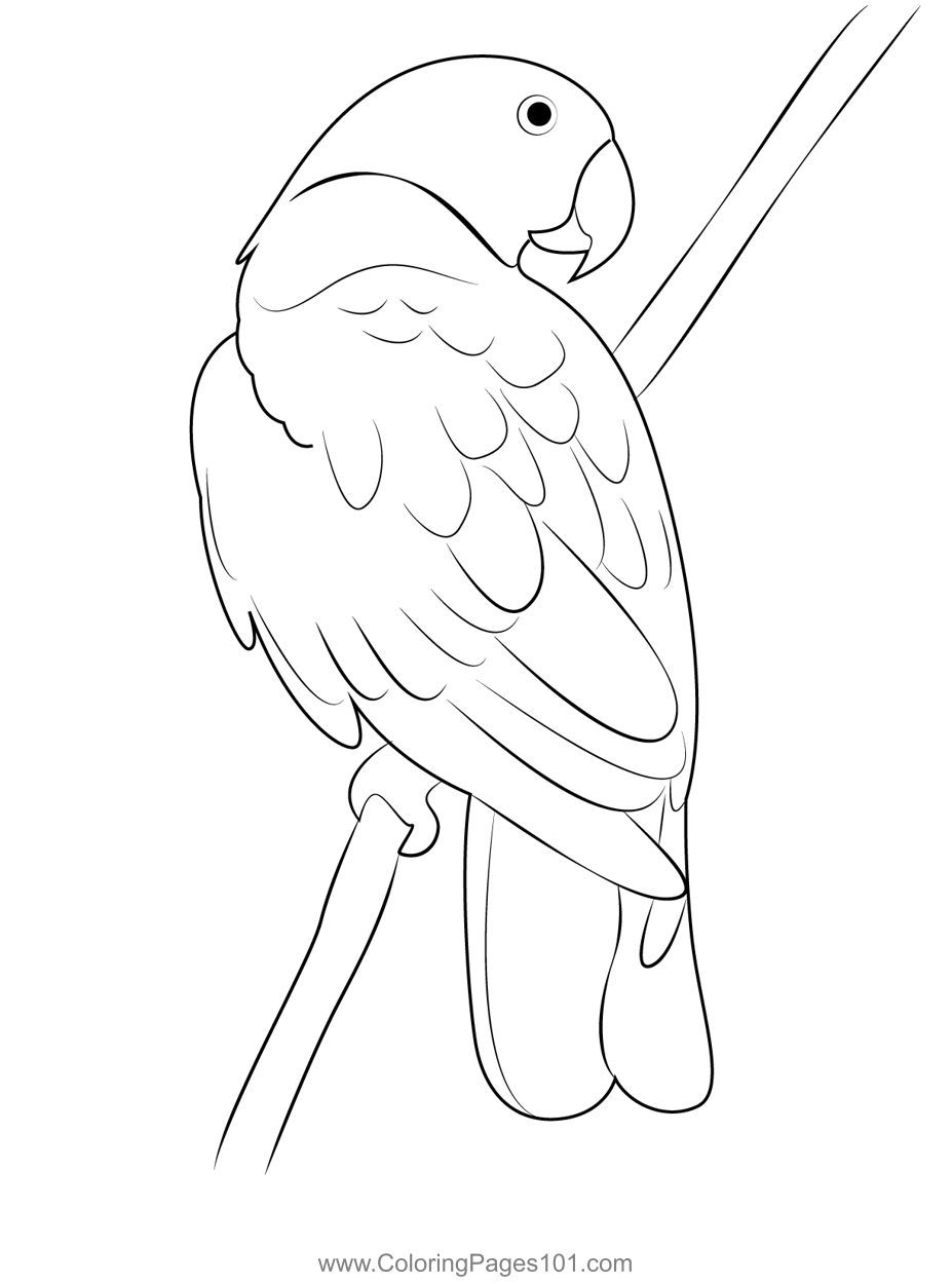Red Parrot Coloring Page for Kids - Free Parrots Printable Coloring ...