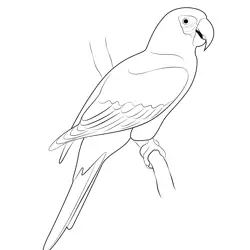 Red Parrot Free Coloring Page for Kids