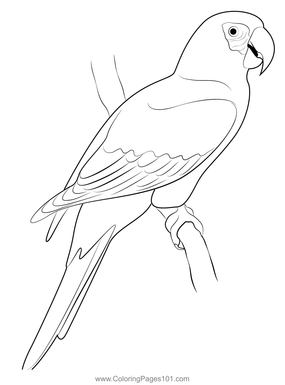 Red Parrot Coloring Page for Kids - Free Parrots Printable Coloring ...