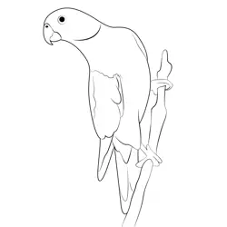 Red Winged Parrot Free Coloring Page for Kids