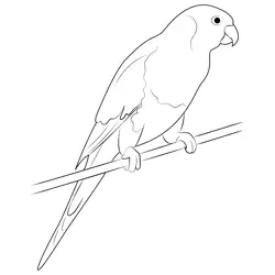 Sitting Macaw Parrot Free Coloring Page for Kids