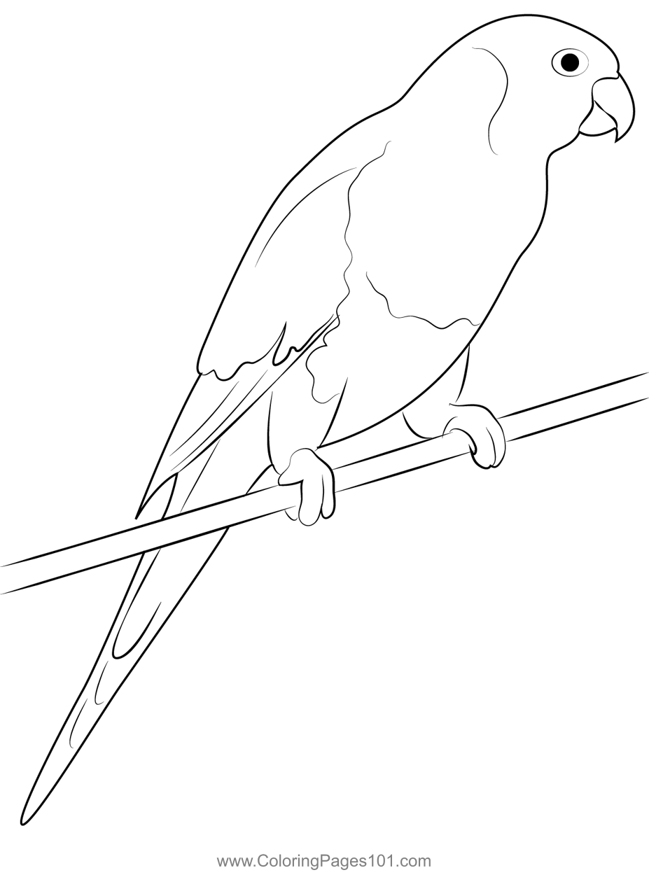 Sitting Macaw Parrot Coloring Page for Kids Free Parrots Printable