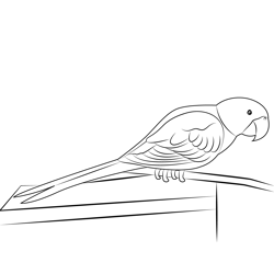 Sitting Parrot Free Coloring Page for Kids