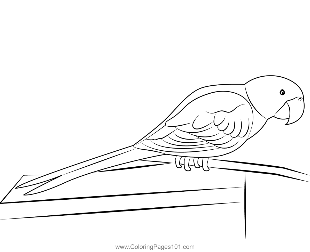 Sitting Parrot
