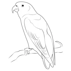 Sula Hanging Parrot Free Coloring Page for Kids