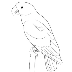 The Green Beauty Parrot Free Coloring Page for Kids