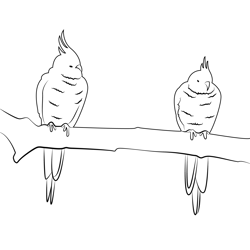 Two Cockatiel Bird Sitting On Branch Free Coloring Page for Kids