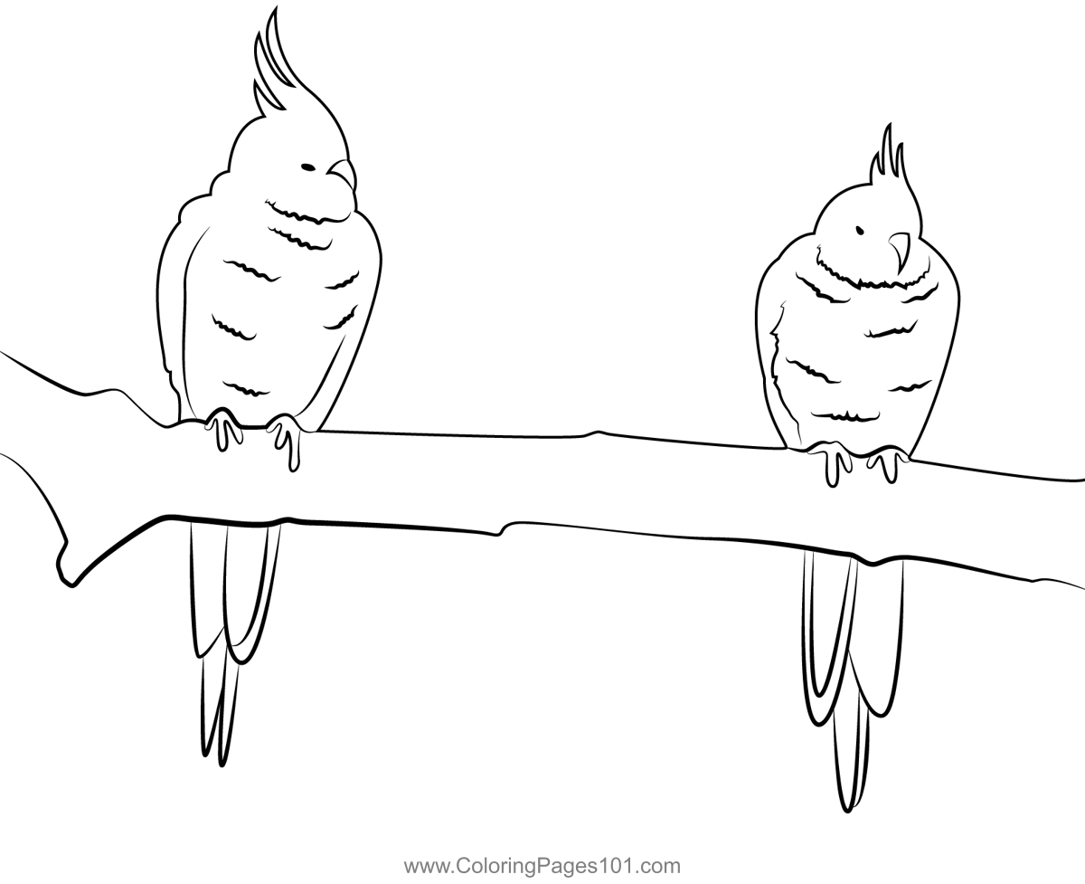 Two Cockatiel Bird Sitting On Branch Coloring Page for Kids - Free