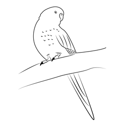 Watching Parrot Free Coloring Page for Kids