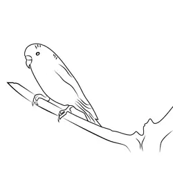 White Parrot Free Coloring Page for Kids