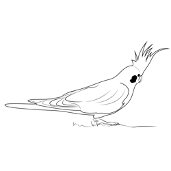 Yellow Cockatiel Free Coloring Page for Kids