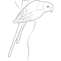 Yellow Shouldered Parrot Free Coloring Page for Kids