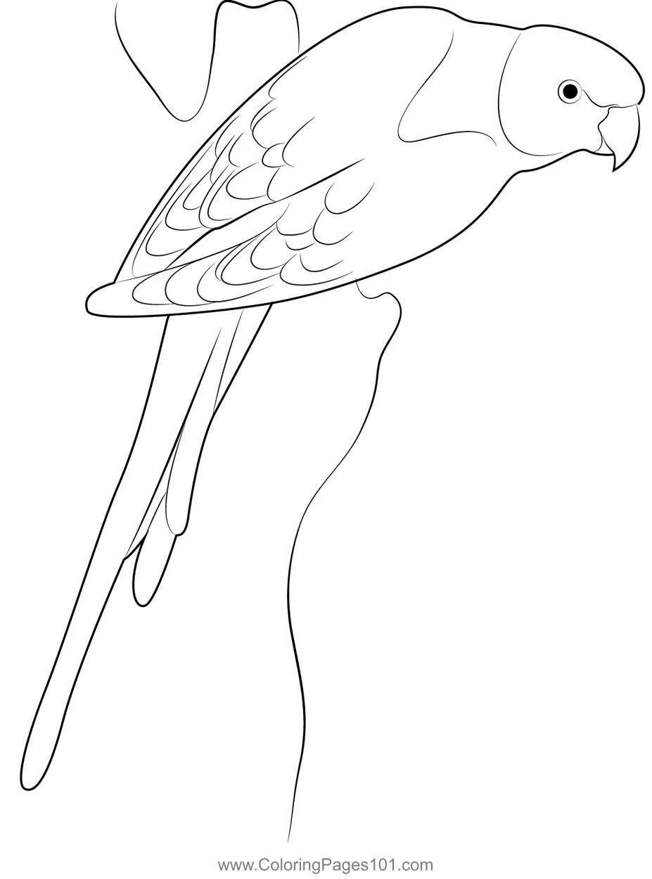 Yellow Shouldered Parrot Coloring Page for Kids - Free Parrots ...