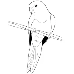 Young Parrot Free Coloring Page for Kids