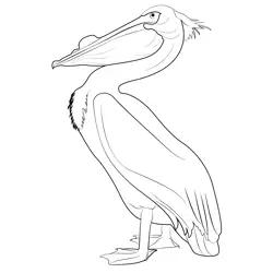 American White Pelican Free Coloring Page for Kids
