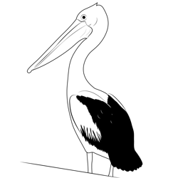 Australian Pelican Free Coloring Page for Kids