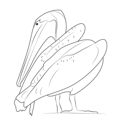 Brown Pelican Bird Free Coloring Page for Kids