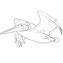 Brown Pelican Flight Close Up Free Coloring Page for Kids