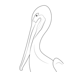 Brown Pelican Head Free Coloring Page for Kids