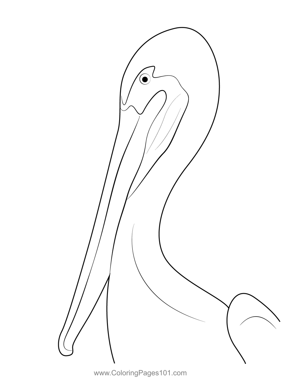 Brown Pelican Head