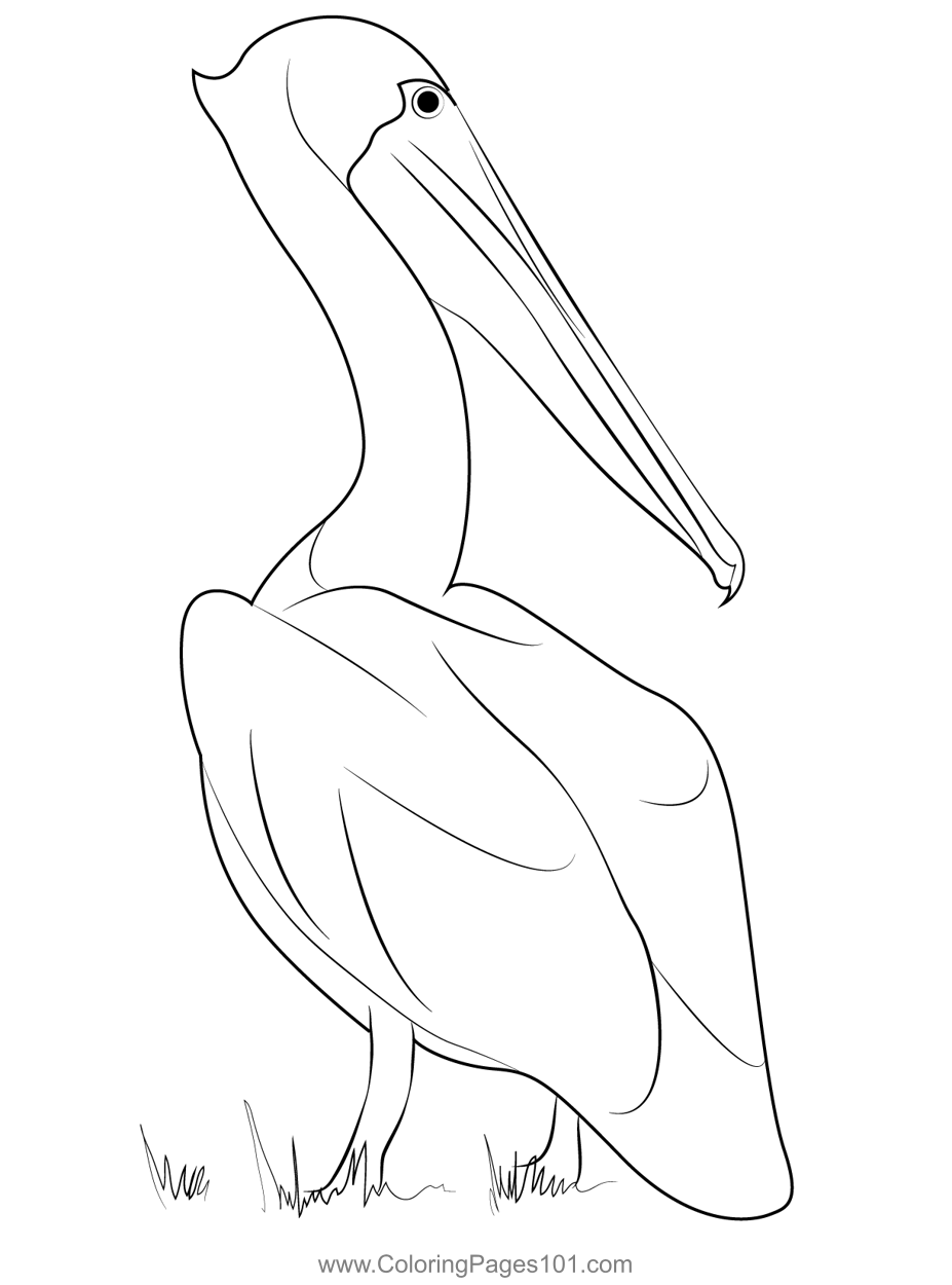Brown Pelican Preening 1