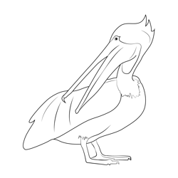 Brown Pelican Preening Free Coloring Page for Kids