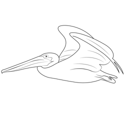 California Brown Pelican Fly Free Coloring Page for Kids