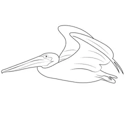 California Brown Pelican Fly Free Coloring Page for Kids