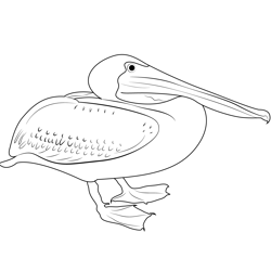 Eastern Brown Pelican Free Coloring Page for Kids