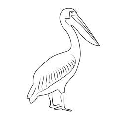 Great White Pelican Free Coloring Page for Kids