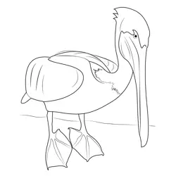 Pelican Bird Free Coloring Page for Kids