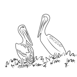 Pelican Birds Sitting On Tree Branch Free Coloring Page for Kids