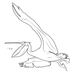 Pelican Seagull Flying Beak Free Coloring Page for Kids
