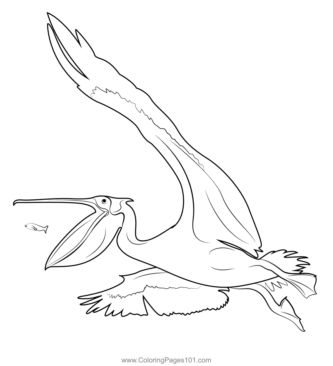 Pelican Seagull Flying Beak
